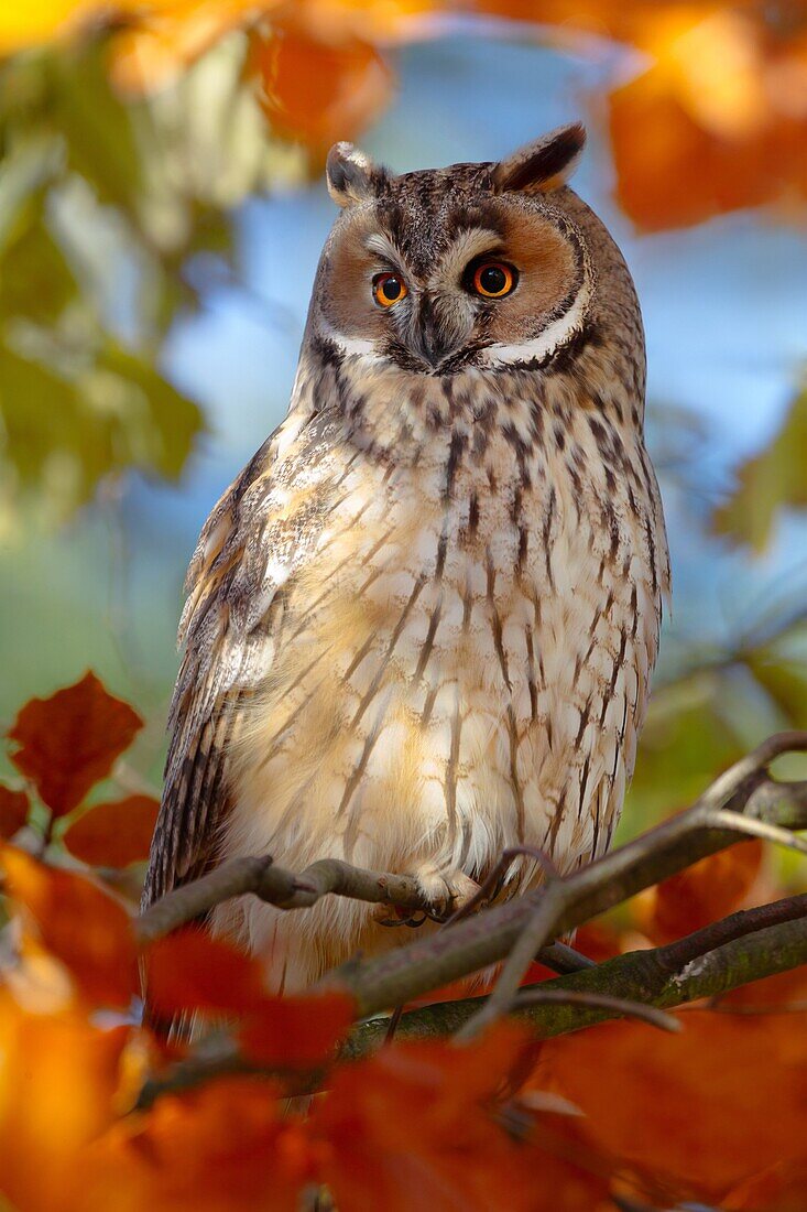 Long-eared Owl (Asio otus), Solothurn, Switzerland