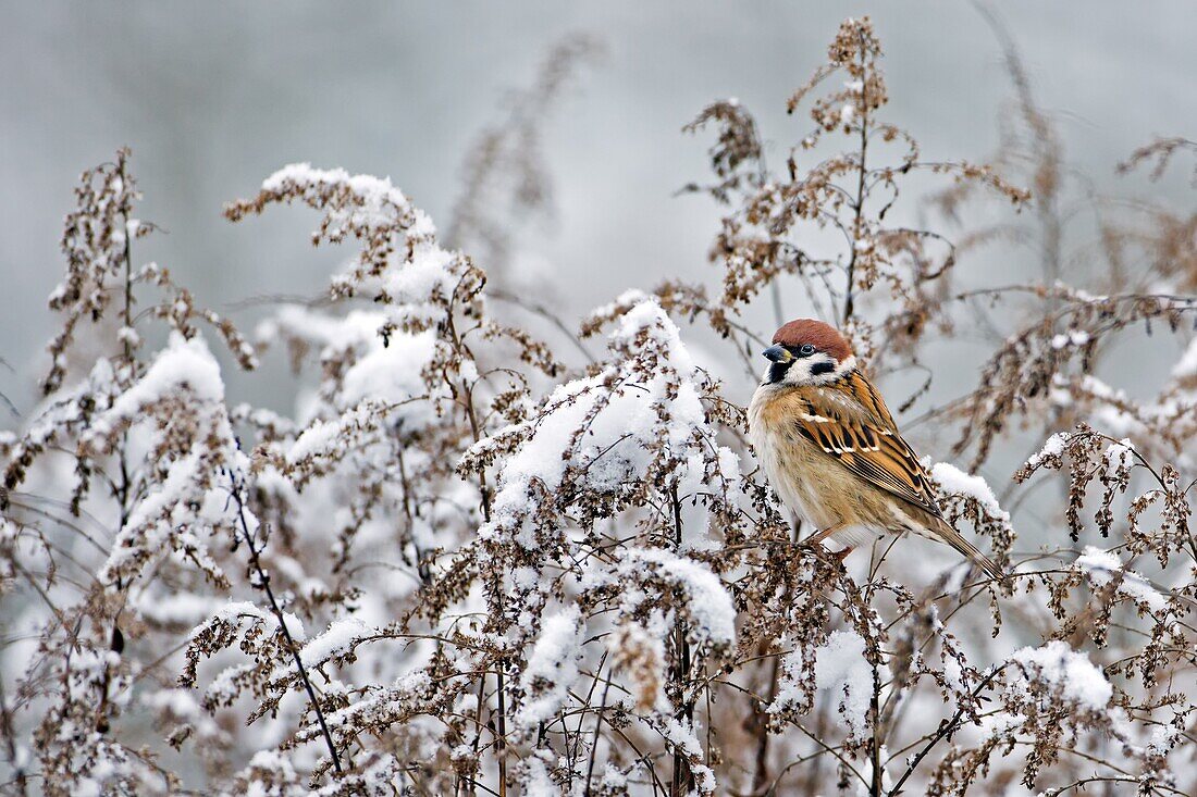 Eurasian Tree Sparrow (Passer montanus), Saxony-Anhalt, Germany