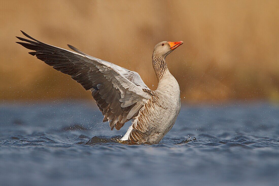 Greylag Goose (Anser anser), Utrecht, Netherlands