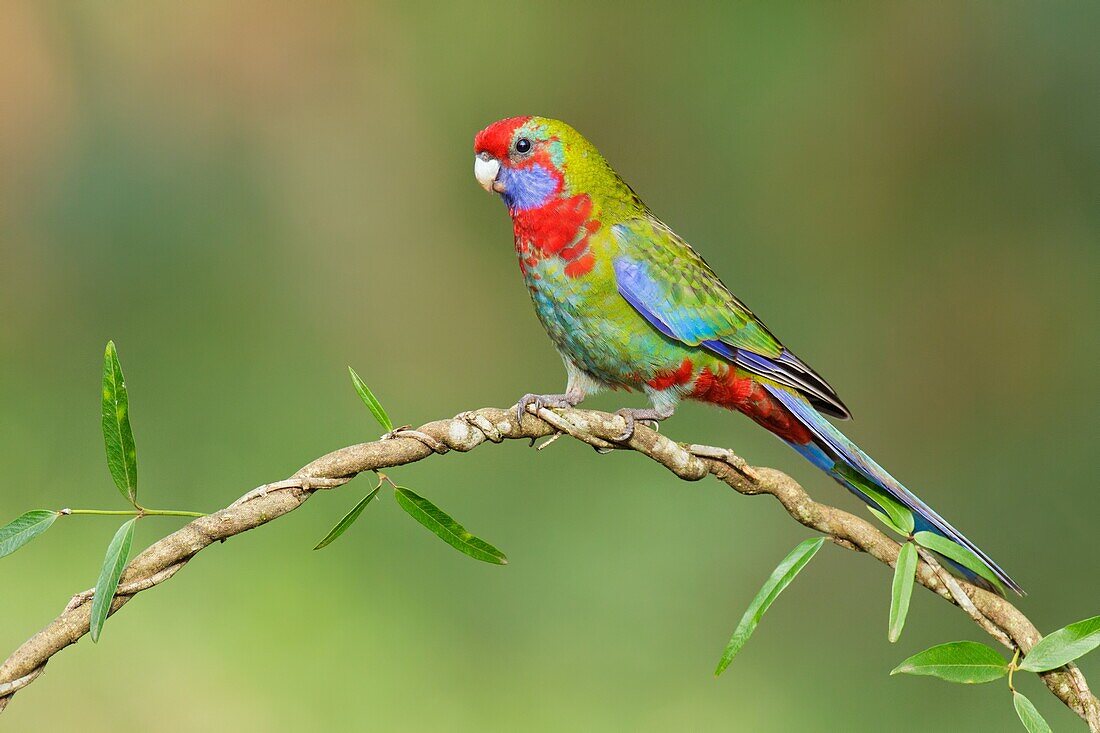 Crimson Rosella (Platycercus elegans), Victoria, Australia