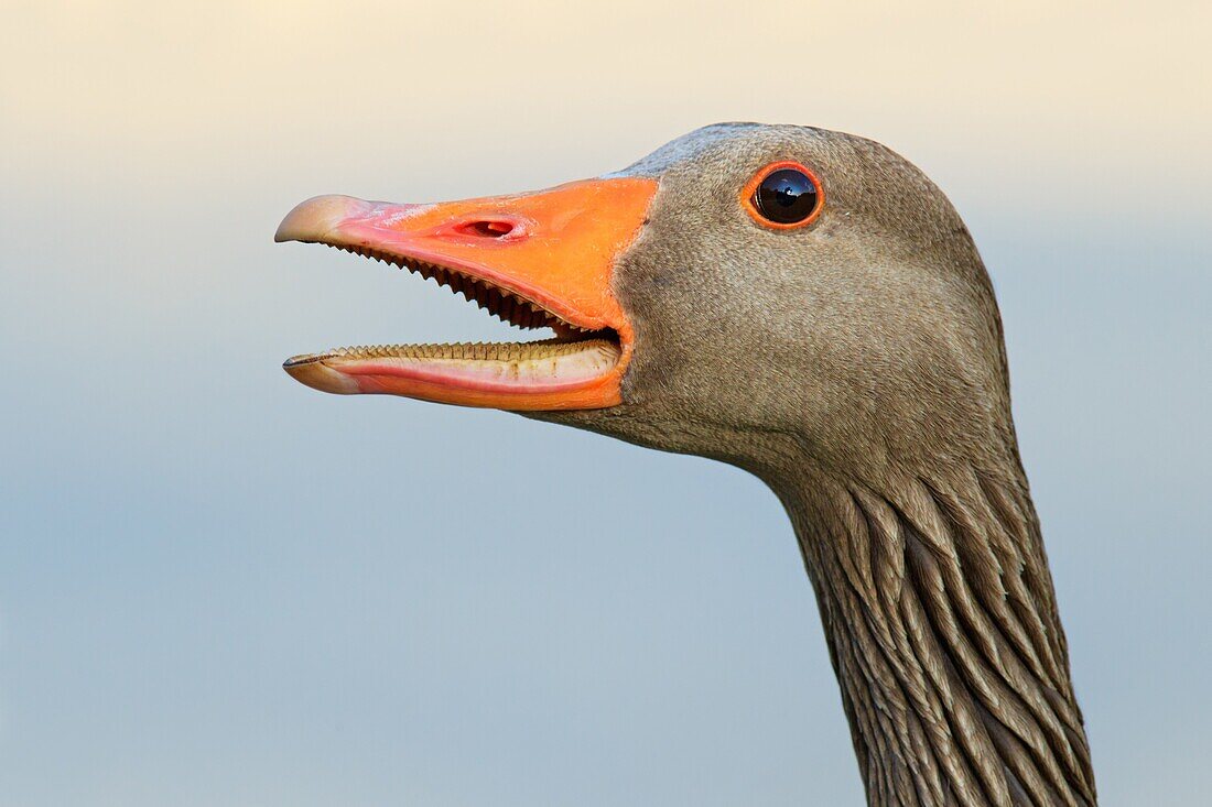 Greylag Goose (Anser anser), Bavaria, Germany