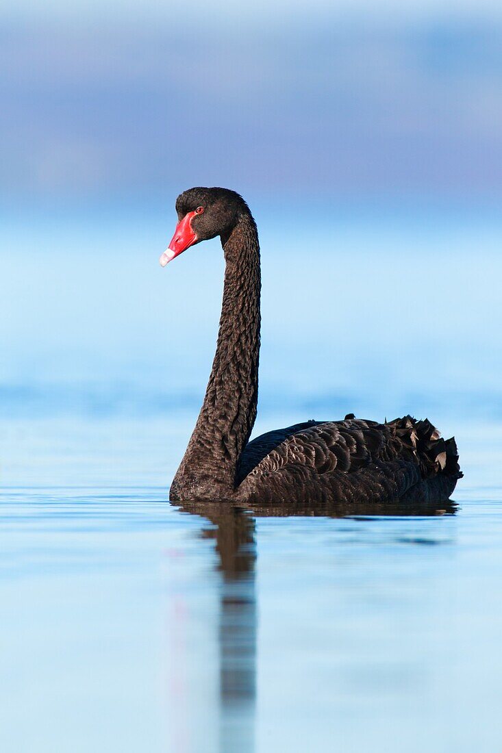 Black Swan (Cygnus atratus), Victoria, Australia