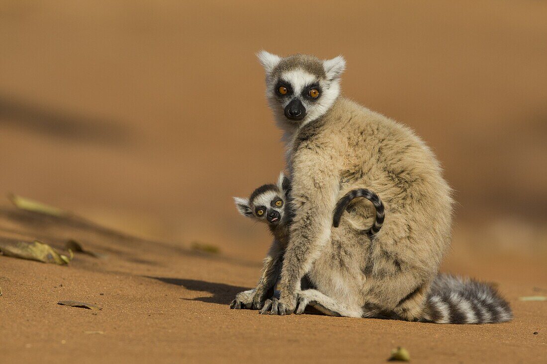 Kattas (Lemur catta) Mutter und zwei Wochen altes Baby, Berenty Privat-Reservat, Madagaskar