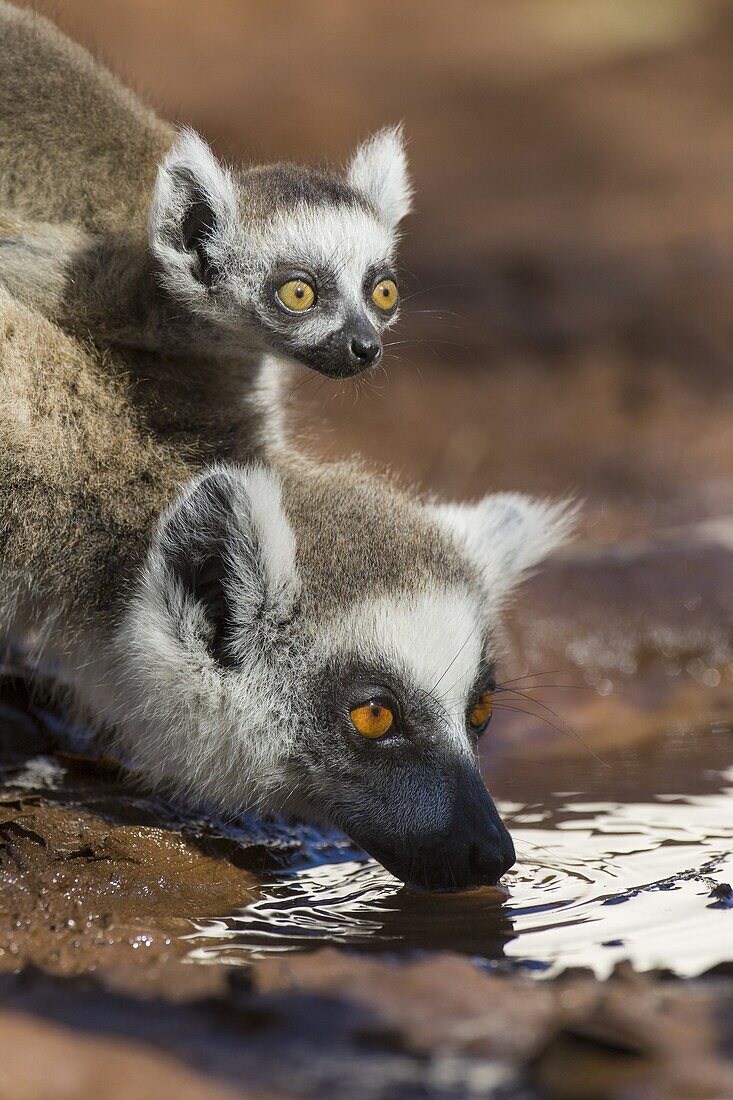 Kattas (Lemur catta) Mutter mit zweiwöchigem Baby trinkt, Berenty Privat-Reservat, Madagaskar