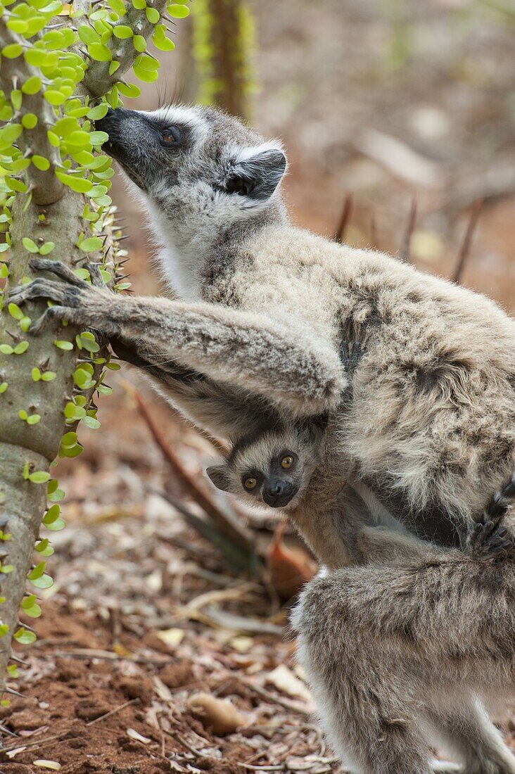 Kattas (Lemur catta) Mutter mit einwöchigem Baby, das sich von Madagaskar Ocotillo (Alluaudia procera) Kaktus ernährt, Berenty Privat-Reservat, Madagaskar