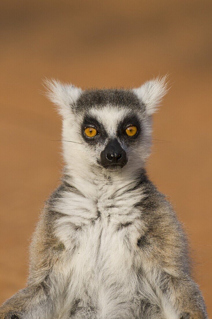 Katta (Lemur catta), Berenty Privat-Reservat, Madagaskar