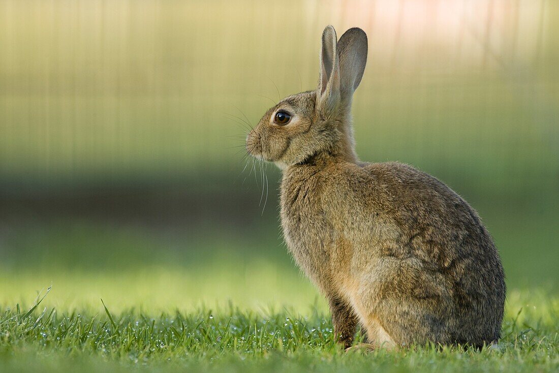 European Rabbit (Oryctolagus cuniculus), Netherlands