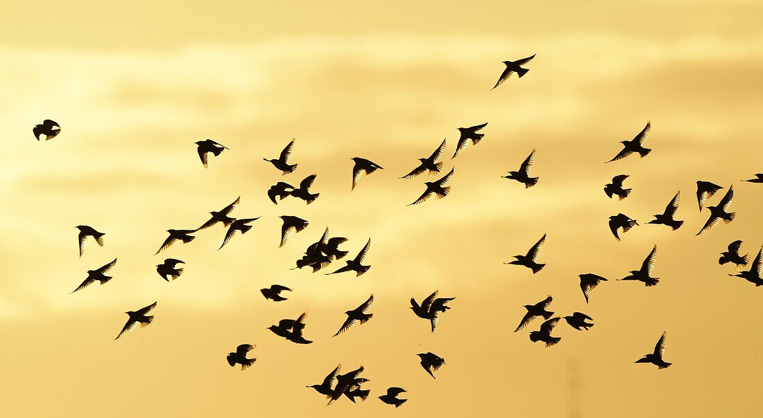 Common Starling (Sturnus vulgaris) flock flying, Netherlands