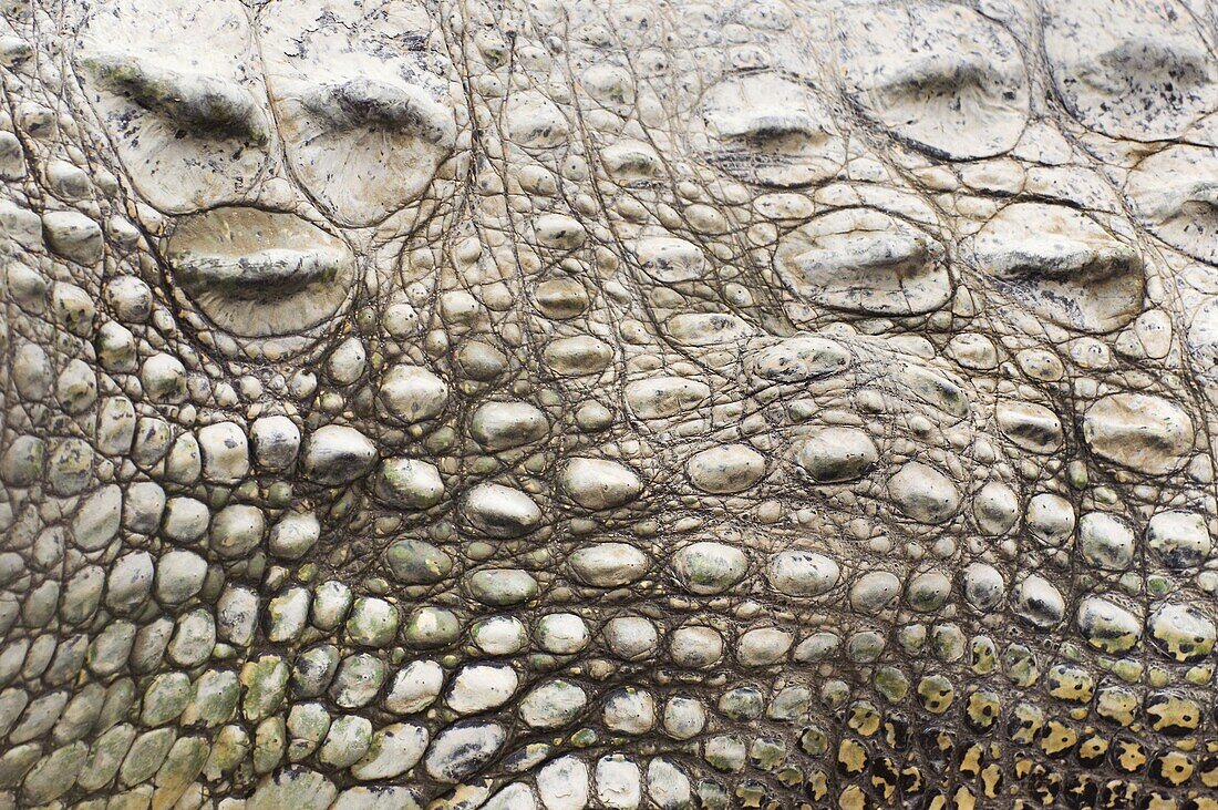 Saltwater Crocodile (Crocodylus porosus) skin, Sarawak, Borneo, Malaysia