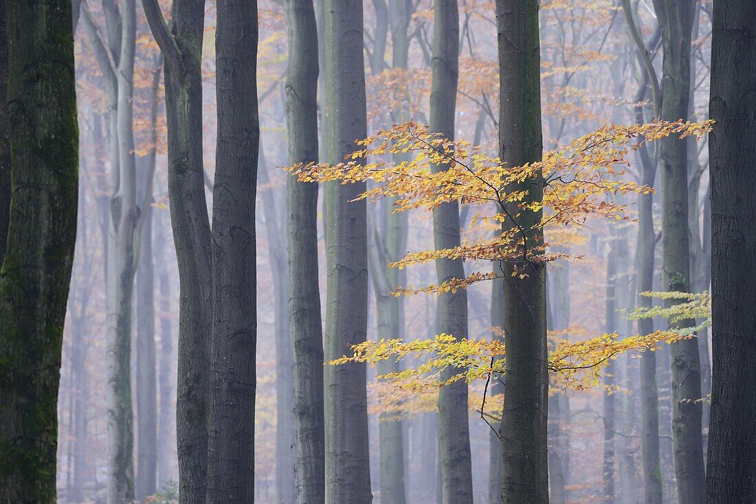 European Beech (Fagus sylvatica) forest in autumn, Netherlands