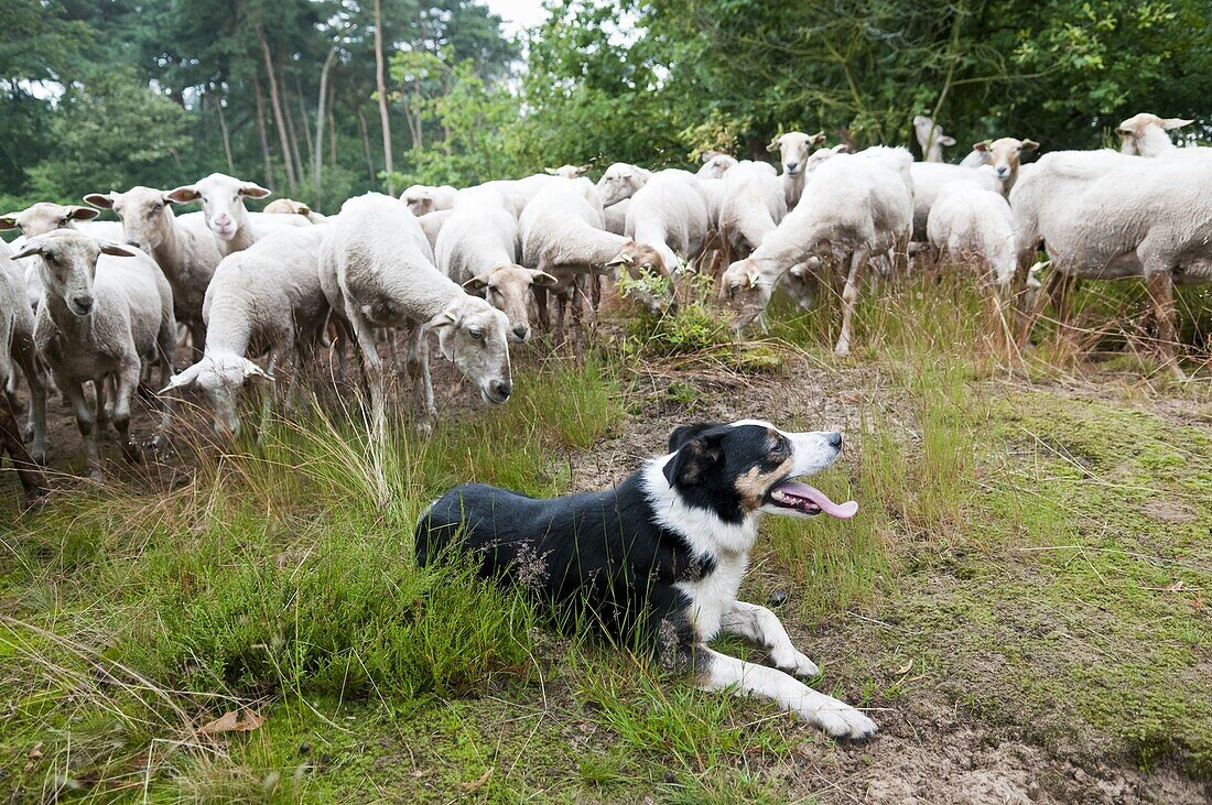 Border Collie (Canis familiaris) and Domestic Sheep (Ovis aries) flock, Netherlands