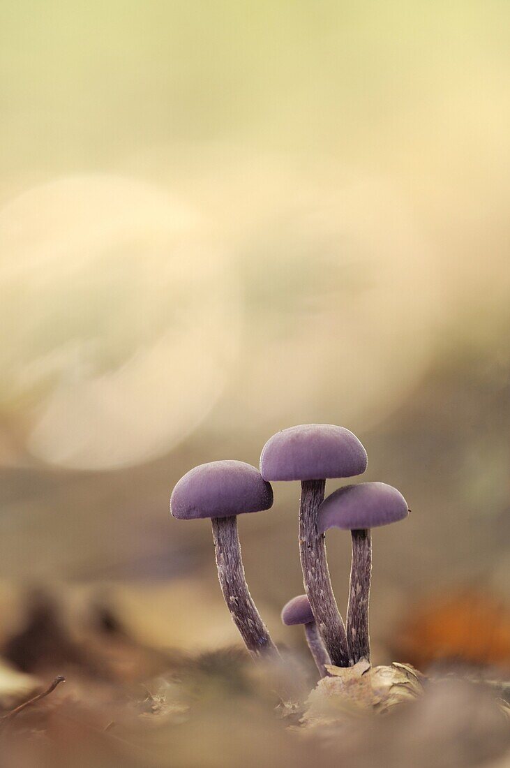 Amethyst Deceiver (Laccaria amethystina) mushrooms, Netherlands