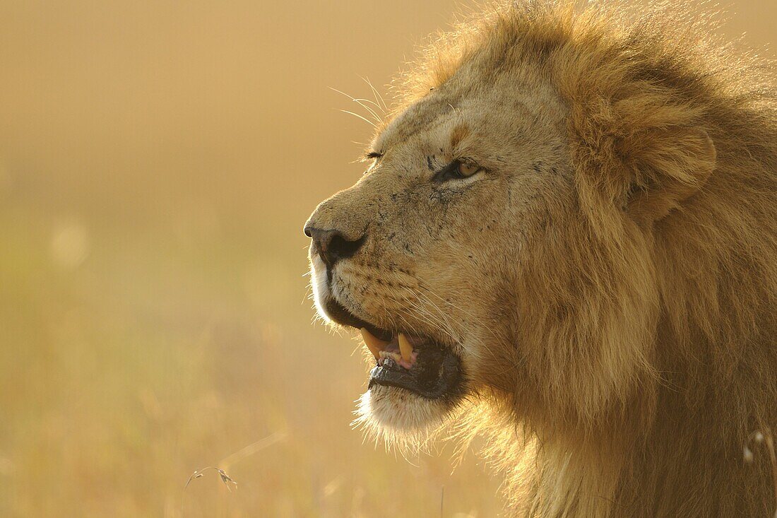 African Lion (Panthera leo) male, Kenya
