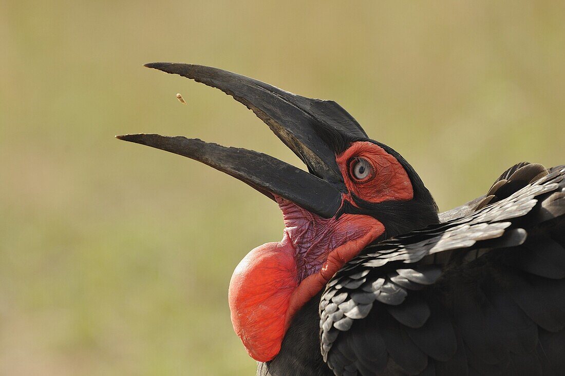 Ground Hornbill (Bucorvus leadbeateri) feeding on maggots, Kenya