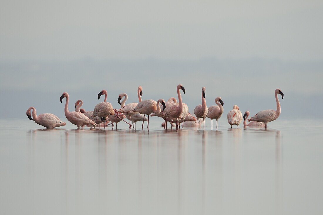 Lesser Flamingo (Phoenicopterus minor) flock in lake, Kenya