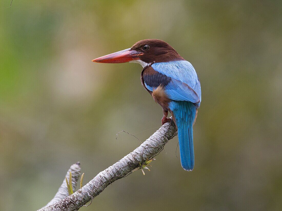 White-throated Kingfisher (Halcyon smyrnensis), Sri Lanka