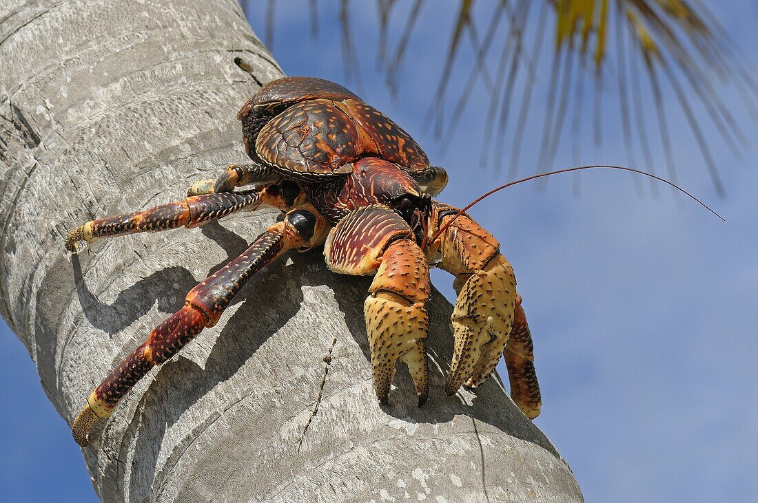 Coconut Crab (Birgus latro) in tree, … – Bild kaufen – 71010844 lookphotos