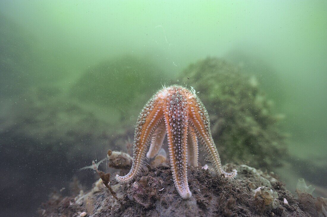 European Starfish (Asterias rubens) spawning, Netherlands