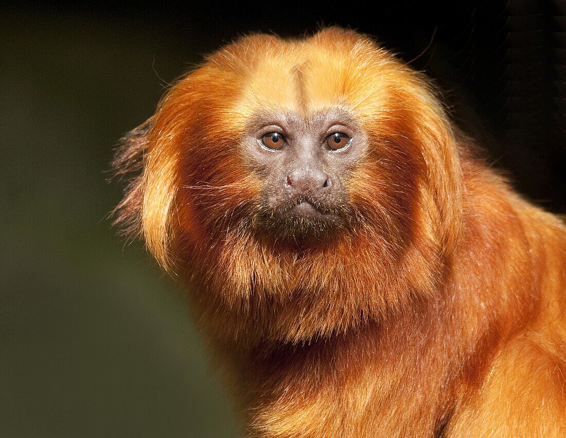 Golden Lion Tamarin (Leontopithecus rosalia) portrait, Netherlands