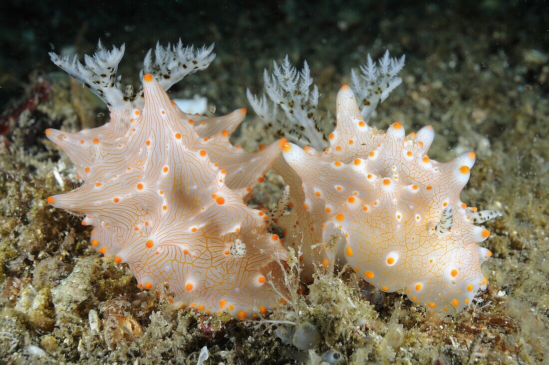 Nudibranch (Halgerda batangas) pair showing gills, Indonesia