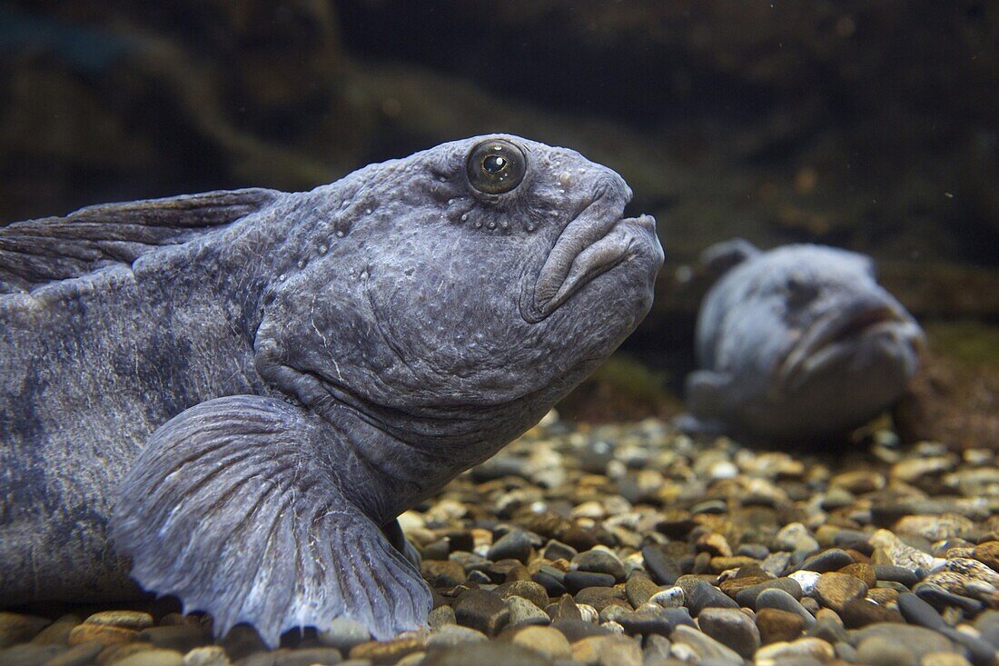 Atlantic Wolffish (Anarhichas lupus) pair, France