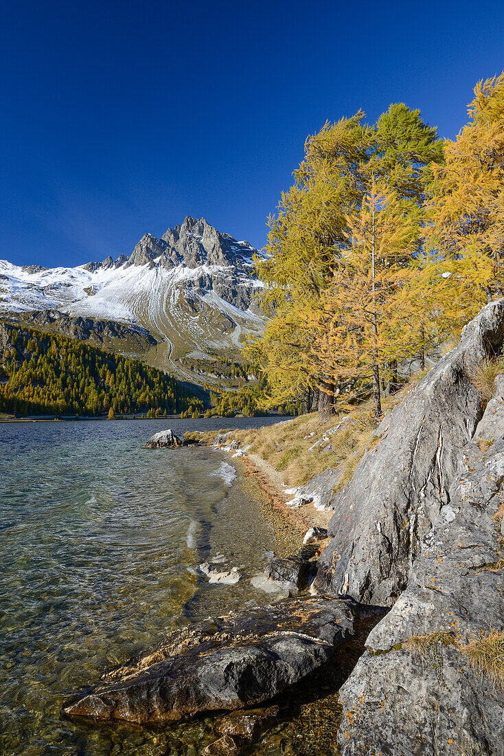 Golden larches along the shore of Lake Sils with Piz Lagrev (3164 m), Engadin, Grisons, Switzerland