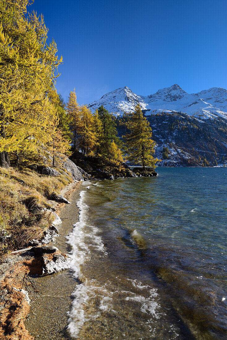 Golden larches along the shore of Lake Sils with Piz da la Margna (3159 m), Engadin, Grisons, Switzerland