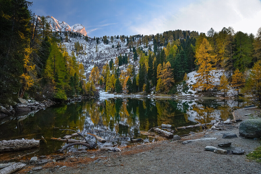 Goldene Lärchen am Lägh da Bitabergh mit Piz Saladina, Engadin, Graubünden, Schweiz