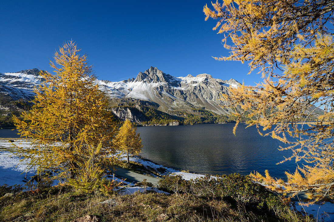 Golden larches along the shore of Lake Sils with Piz Lagrev (3164 m), Engadin, Grisons, Switzerland