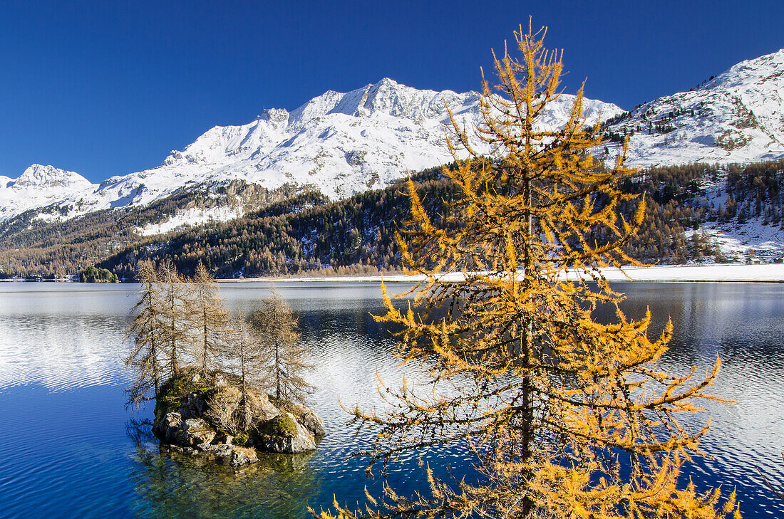 Lärche am Silsersee, am gegenüberliegenden Ufer Isola, Engadin, Graubünden, Schweiz