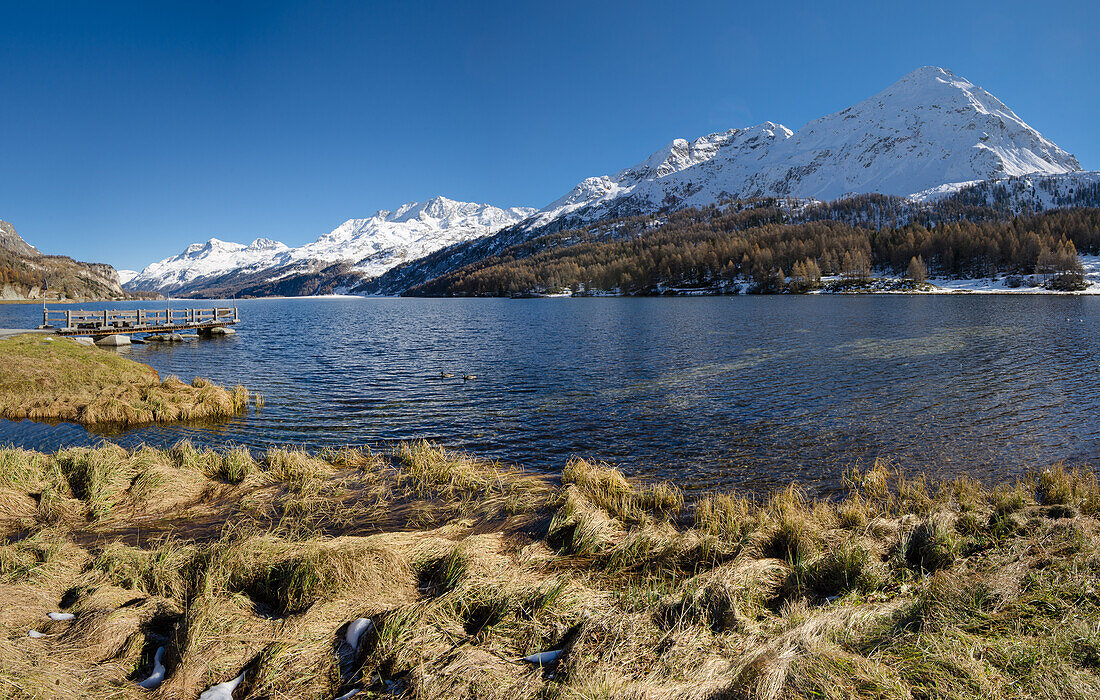 Enten am Silsersee mit schneebedeckter Rosatschgruppe, Engadin, Graubünden, Schweiz