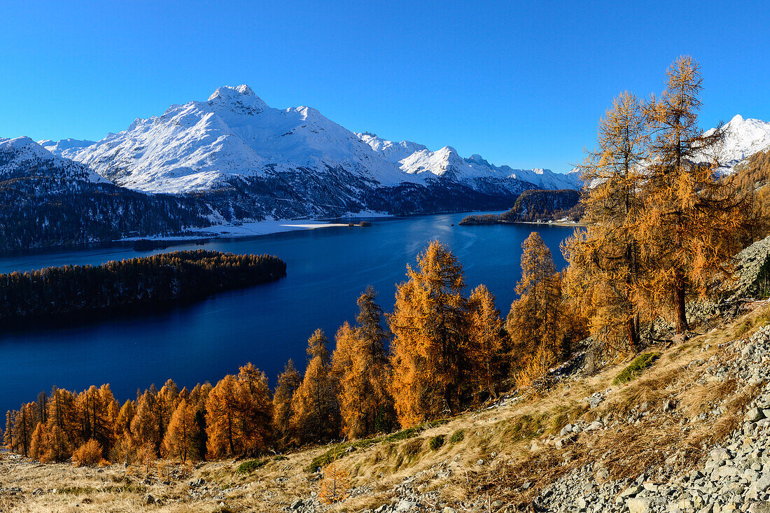 Goldene Lärchen vor dem Silsersee mit Piz da la Margna (3159 m), Engadin, Graubünden, Schweiz
