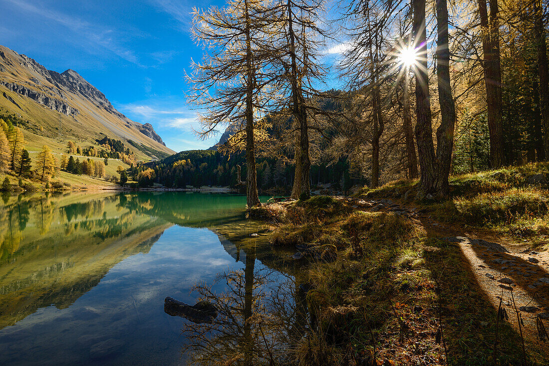 Golden larches at lake Palpuogna (1918 m), Grisons, Switzerland