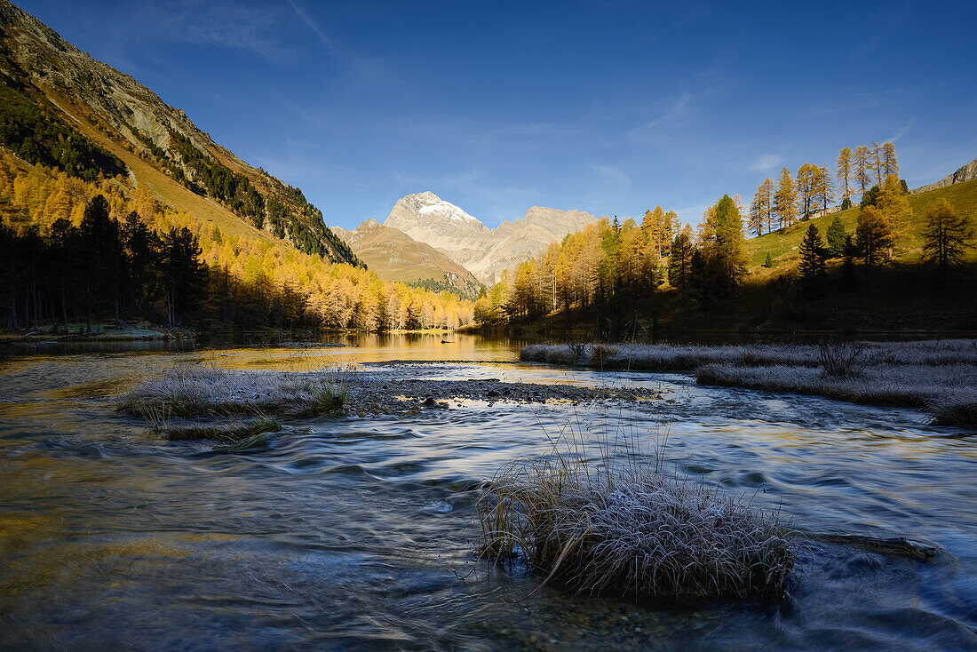 Zufluss des Palpuognasees (1918 m) mit goldenen Lärchen und Piz Ela (3180 m), Graubünden, Schweiz