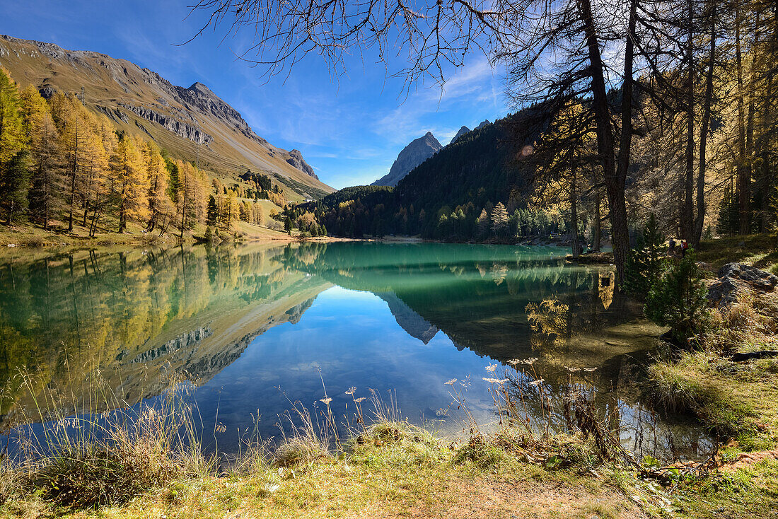 Goldene Lärchen am Palpuognasee (1918 m), Graubünden, Schweiz