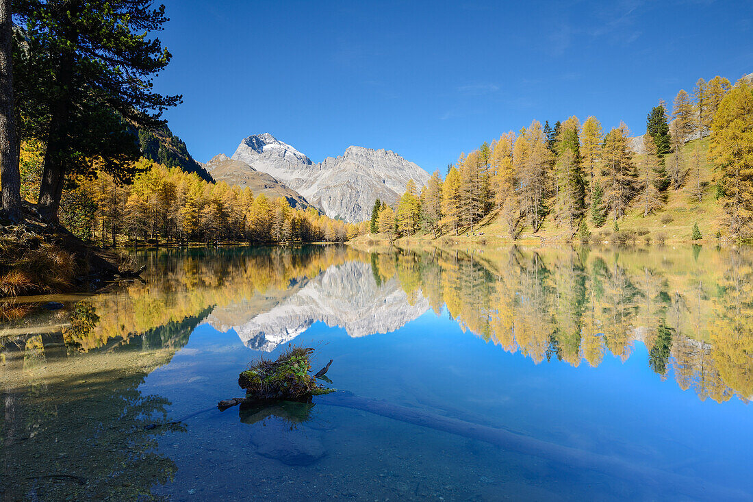 Golden larches at lake Palpuogna (1918 m) with Piz Ela (3180 m), Grisons, Switzerland