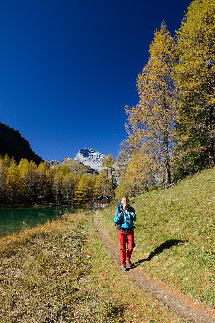 Woman hiking along the shore of lake Palpuogna (1918 m) with Golden larches and Piz Ela (3180 m), Grisons, Switzerland