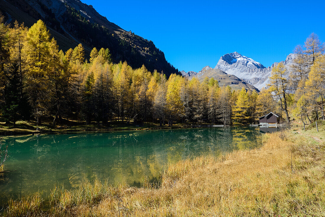 Goldene Lärchen am Palpuognasee (1918 m) mit Piz Ela (3180 m), Graubünden, Schweiz