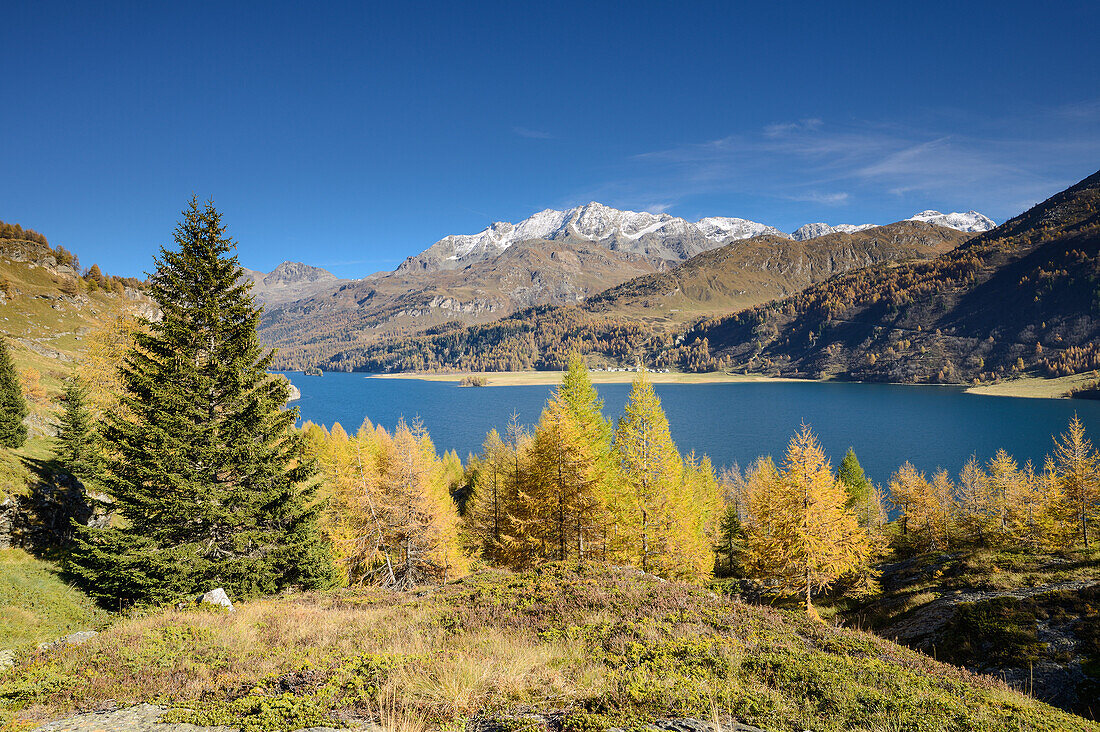 Golden larches in front of Lake Sils with the village of Isola and Piz Corvatsch (3451 m), Engadin, Grisons, Switzerland