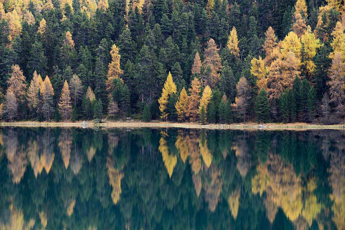 Goldene Lärchen in herbstlichem Mischwald spiegeln sich im See, Engadin, Graubünden, Schweiz
