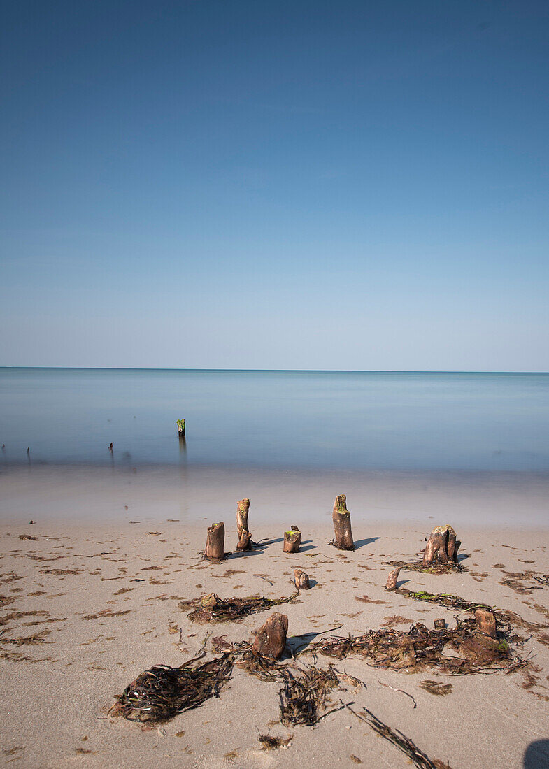 Tree roots protruding from the beach, Western Pomerania Lagoon Area National Park, West beach, Fischland-Darss-Zingst, Mecklenburg Vorpommern, Germany