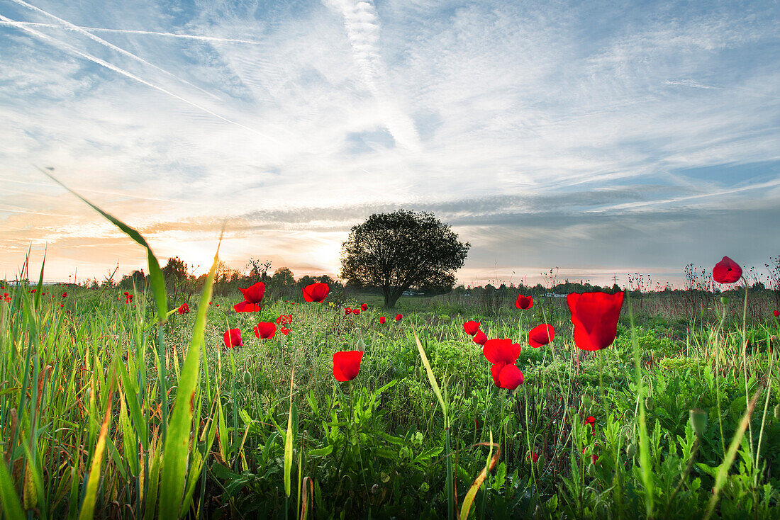 Mohnblumen auf einer Wiese mit einzelnem Baum in der Morgenstimmung, Langwied, München, Bayern, Deutschland