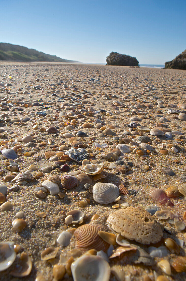 Shells on a lonesome beach at the Playa de Mazagon near Mazagon in the morning, Provinz Huelva, Andalusia, Spain