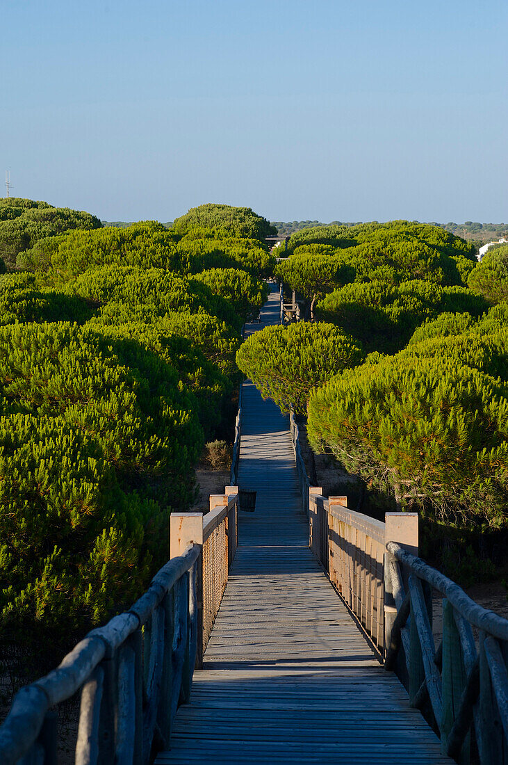 Wooden walkway at the Playa de Mazagon near Matalascanas, Las Marismas, Provinz Huelva, Andalusia, Spain