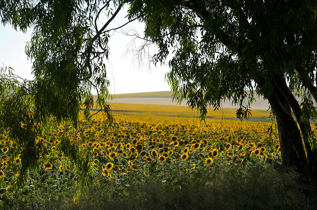 Blick durch hängende Äste auf Hügel und Sonnenblumenfelder bei Jerez de la Frontera, Provinz Sevilla, Andalusien, Spanien