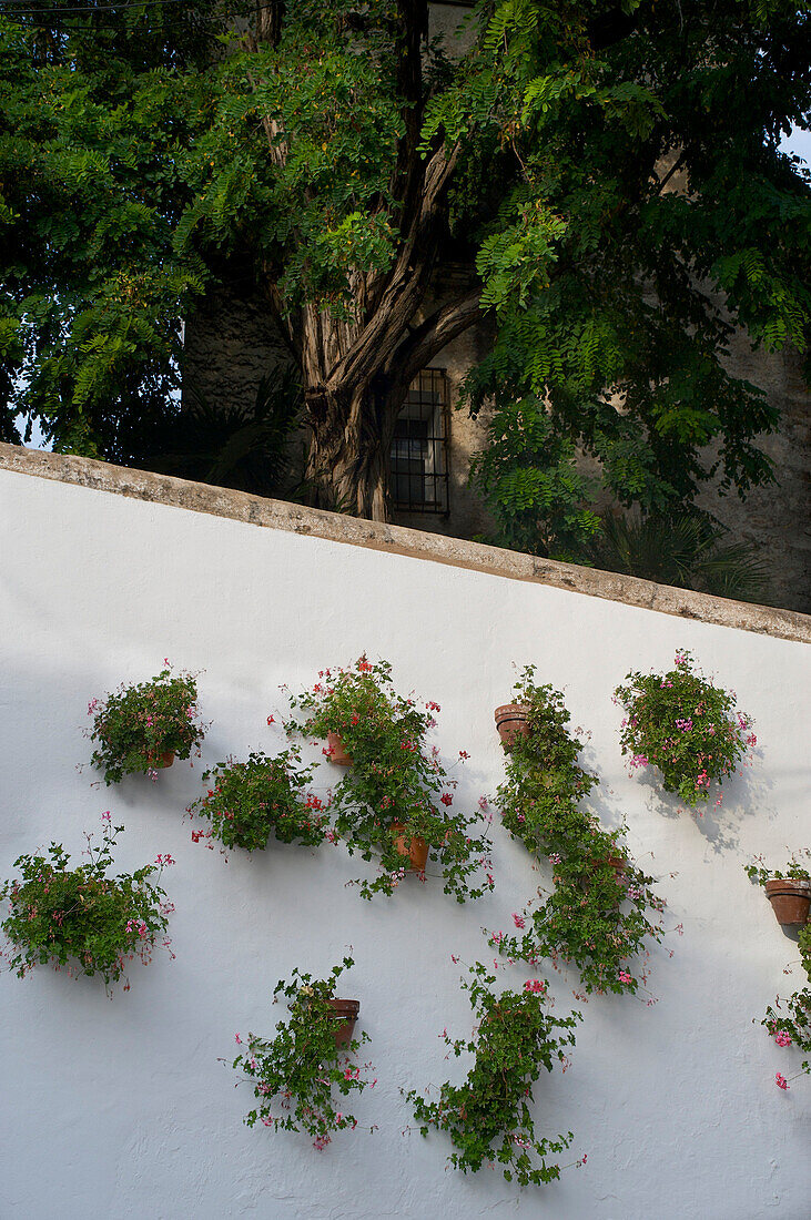 Flower plots hanging on a wall in the old town of Marbella, Malaga province, Costa del Sol, Andalusia, Spain