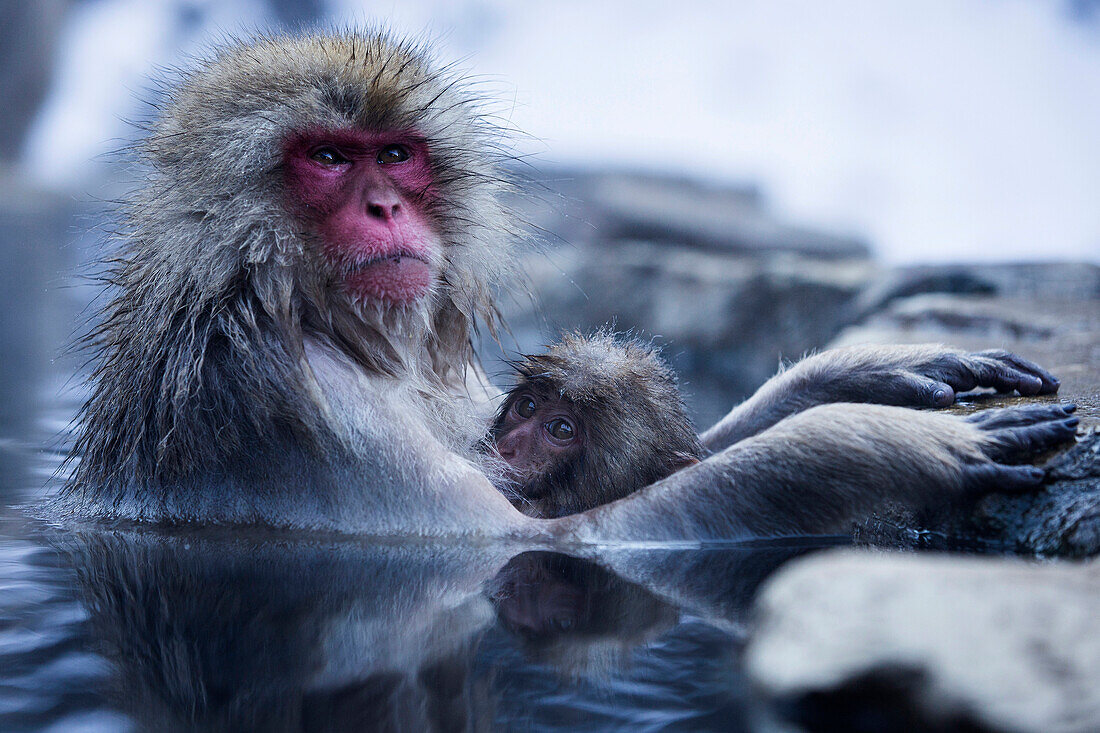 Macaque monkey with cub in Yokoyu River, Monkey Hotsprings, Nagano, Japan.