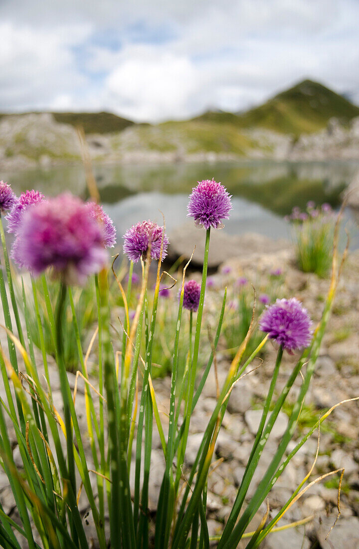 Alliaceae blossoming on the shore of the small Silberen Lake, Glarus Alps, canton of Schwyz, Switzerland