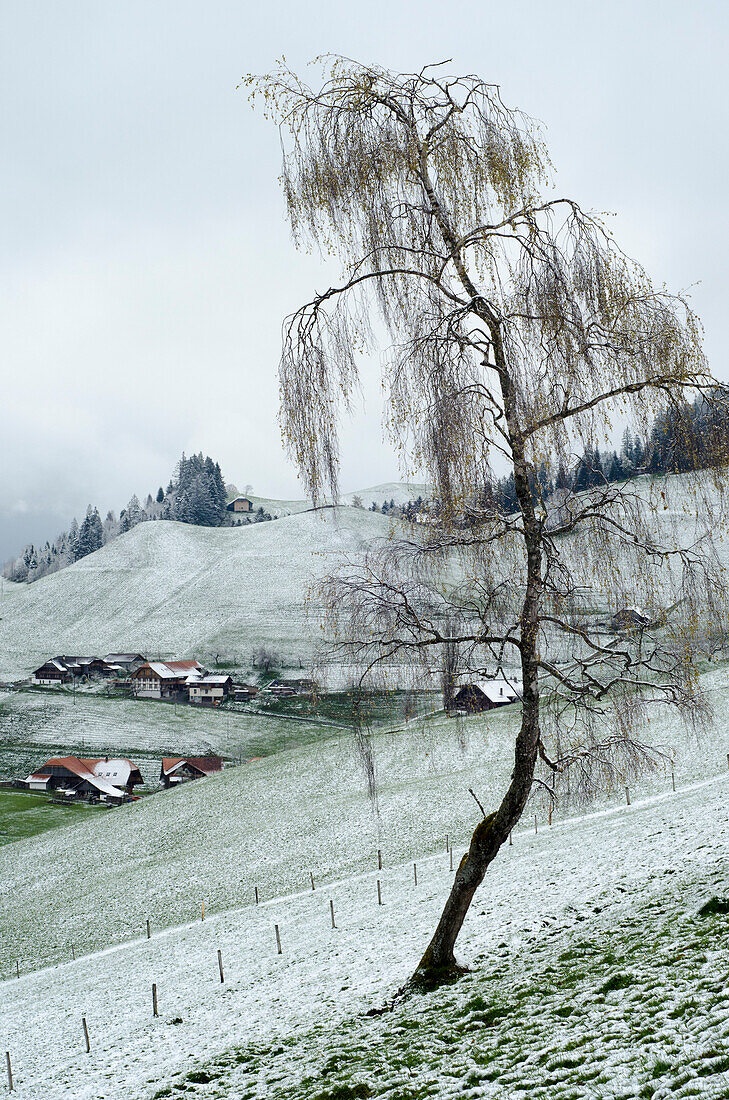 A birch tree in a partly snow-covered field, in the background traditional Bernese farmhouses, near the city of Thun, canton of Bern, Switzerland