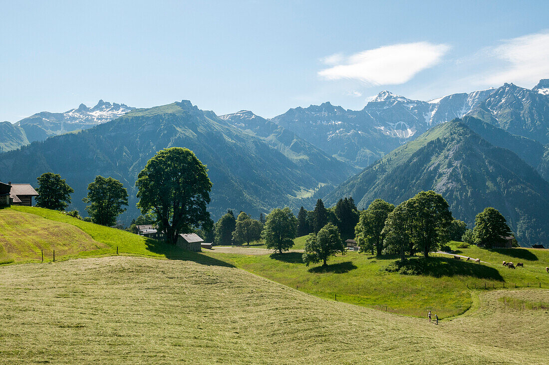 Zwei Leute heuen im Dorf Braunwald, Glarner Alpen, Kanton Glarus, Schweiz
